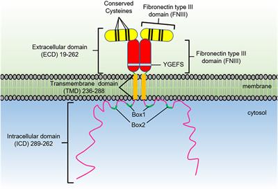 Frontiers | The Growth Hormone Receptor: Mechanism Of Receptor ...